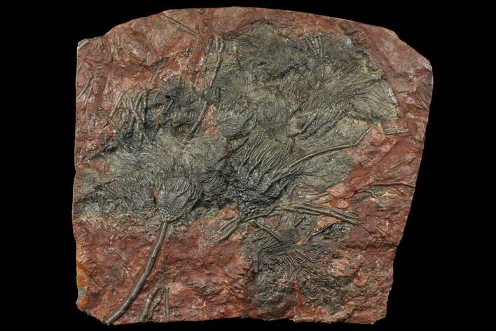 Silurian Fossil Crinoid (Scyphocrinites) Plate - Morocco #134260